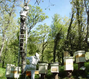 Photo of bee swarm collecting