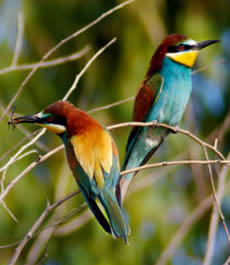 Bee Eater